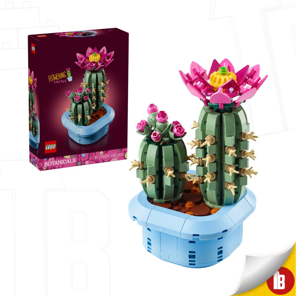 11509 Cactus en flor